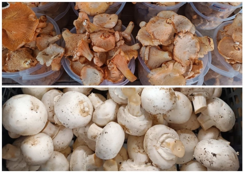 Грибы источник чего