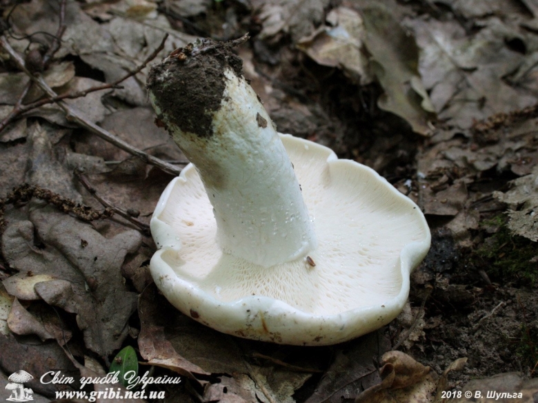 Подорешник Сахалинский гриб