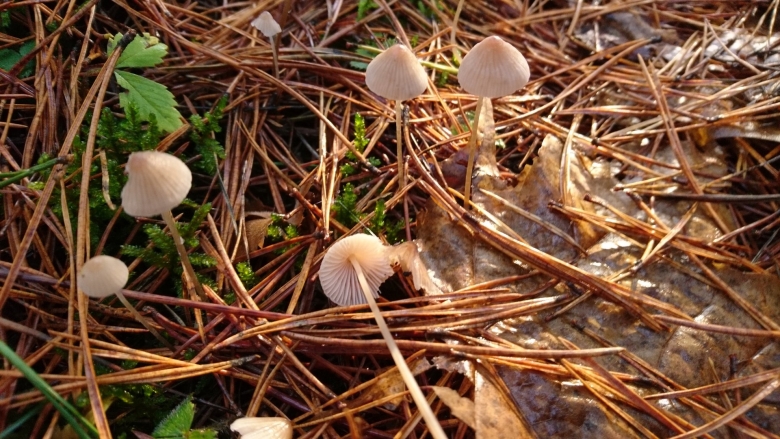 Гриб мицена обыкновенная