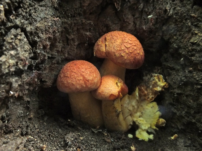 Трубчатые грибы Подмосковья