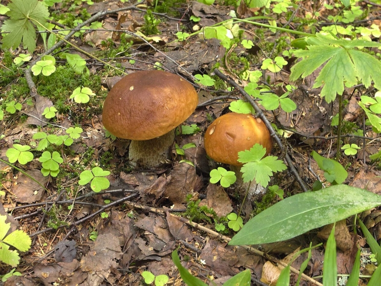 Грибы в августе фото