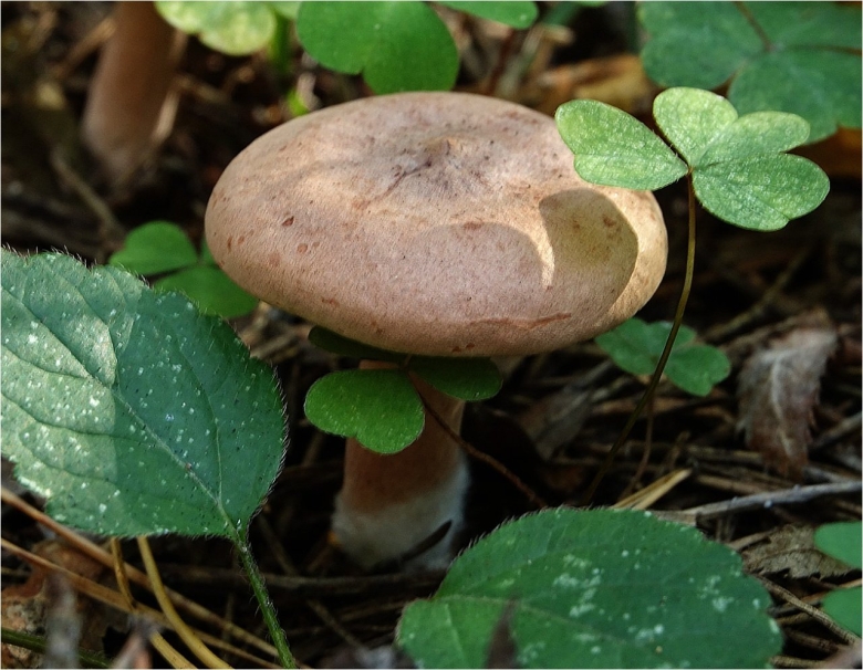 Млечник серо розовый lactarius helvus
