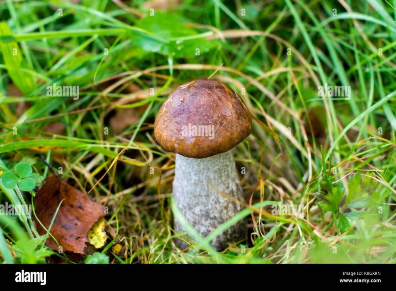 Подберёзовик обыкновенный