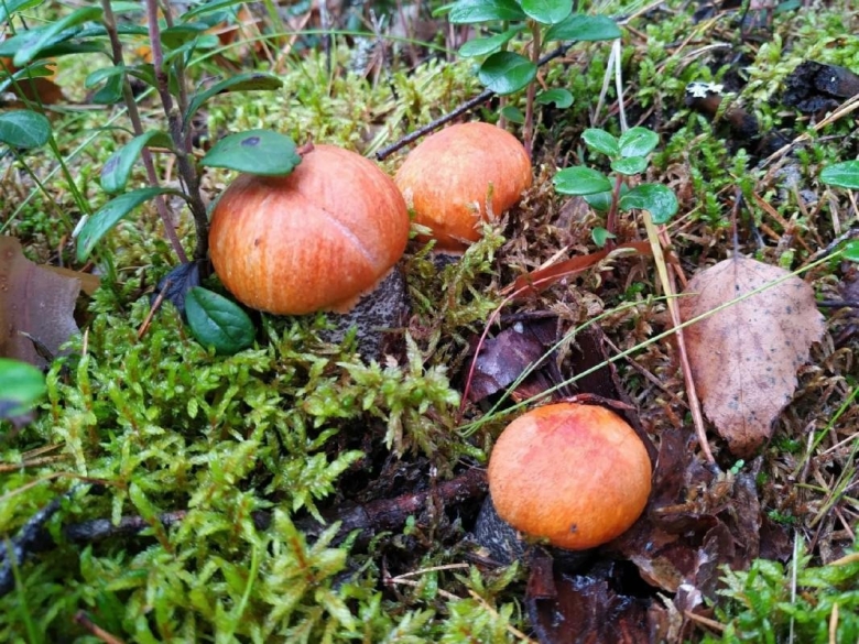 Подболотовики грибы