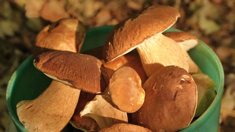 Белый Крымский гриб