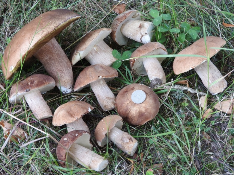 Грибы Новгородской области