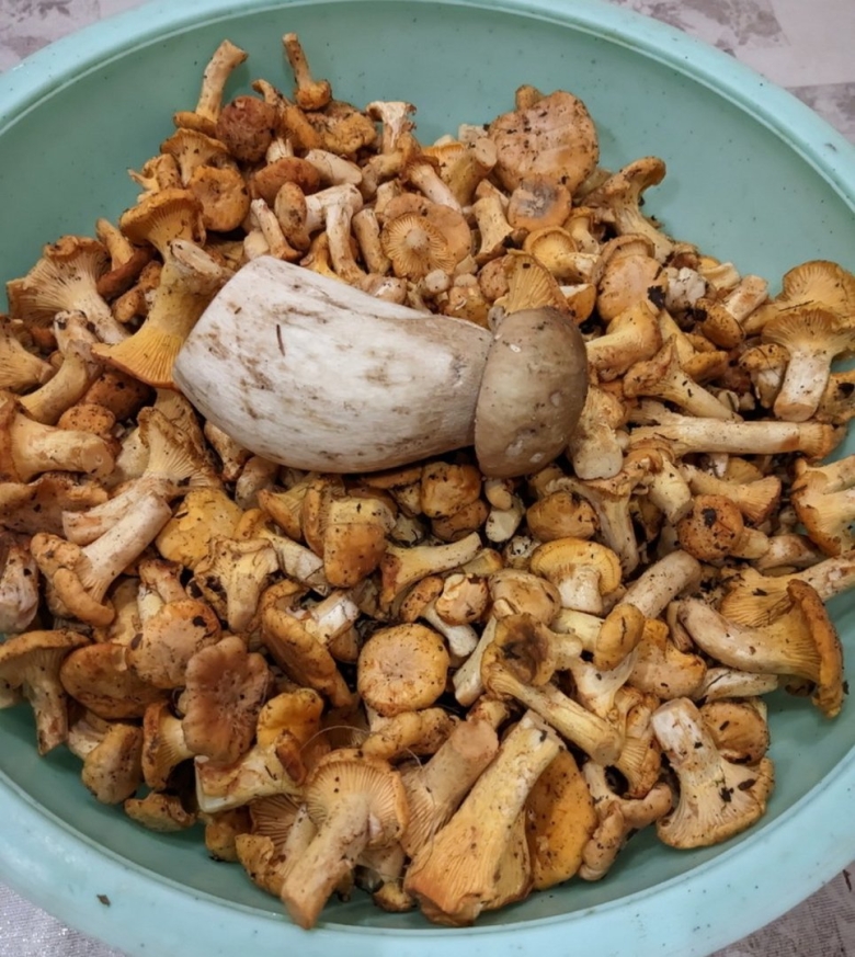 Грибы Узбекистана