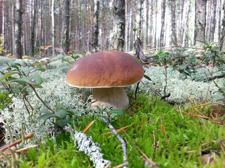 Гриб орешник