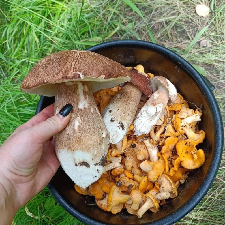 Грибы в Ленинградской области