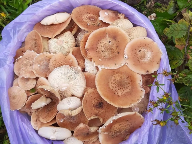 Польские грибы