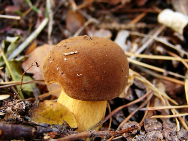 Гриб польский Боровик