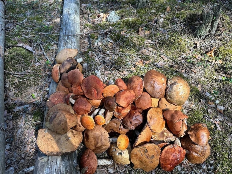 Грибы в ленинградских лесах