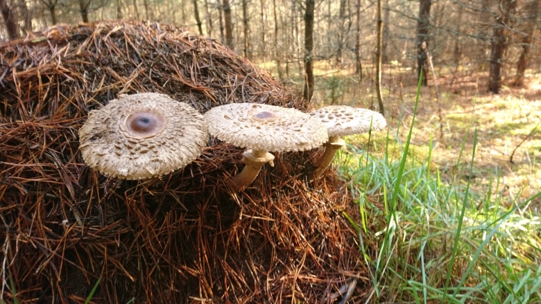 Гриб зонтик пёстрый macrolepiota procera
