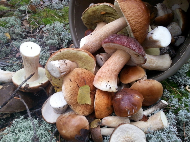 Гриб в лесу