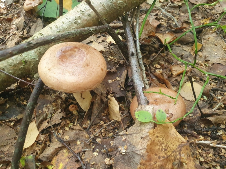 Свинушка тонкая гриб