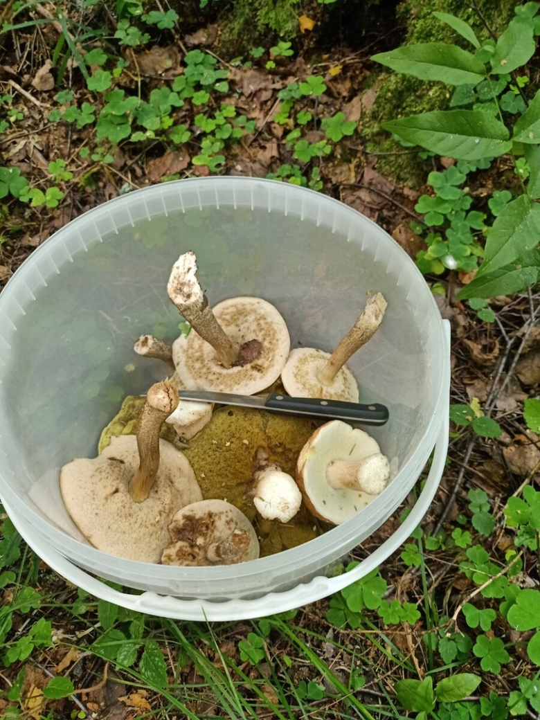 Собираем грибы