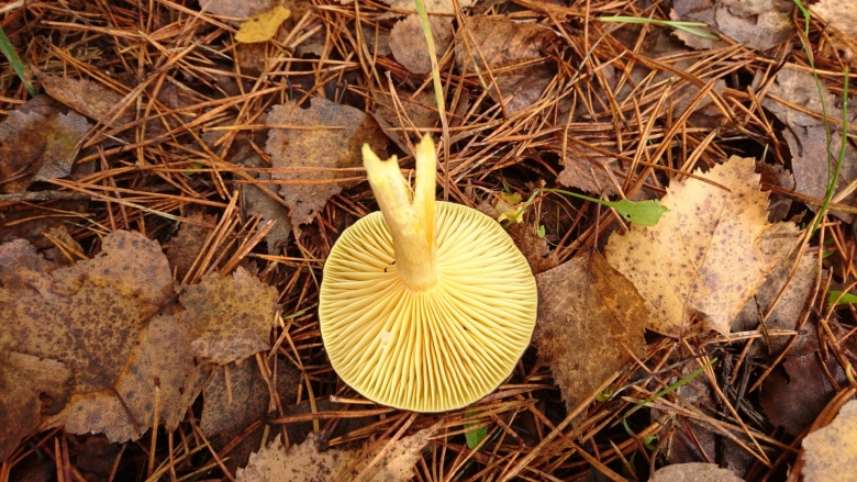 Что за гриб определить по фото