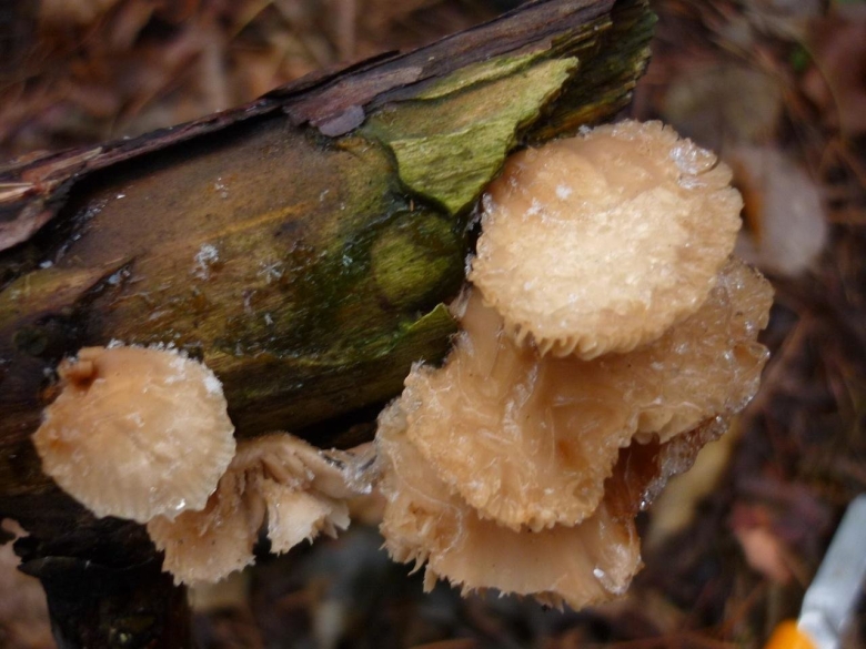 Гриб с ореховым запахом