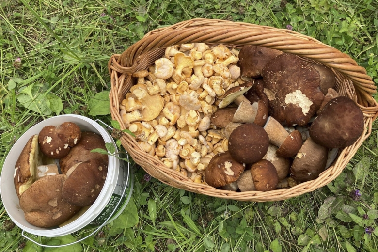 Грибной сезон