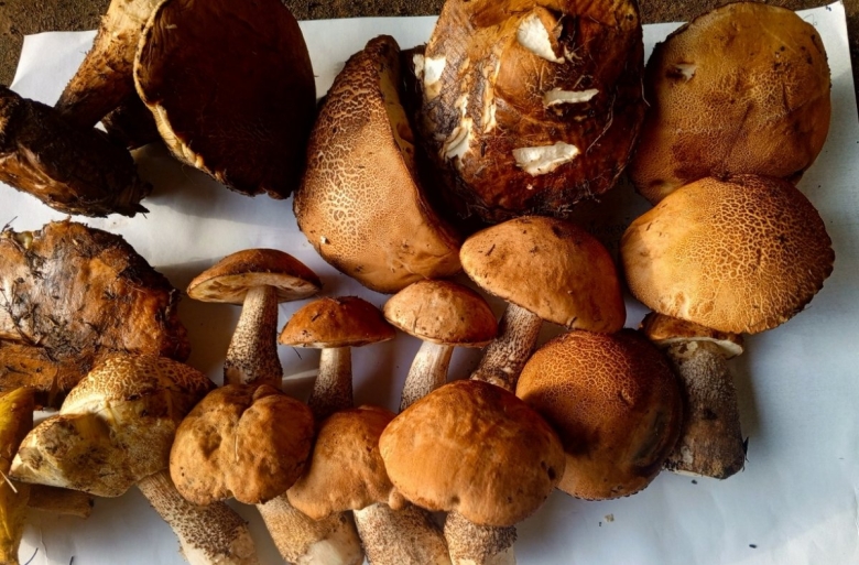 Гриб подберезовик