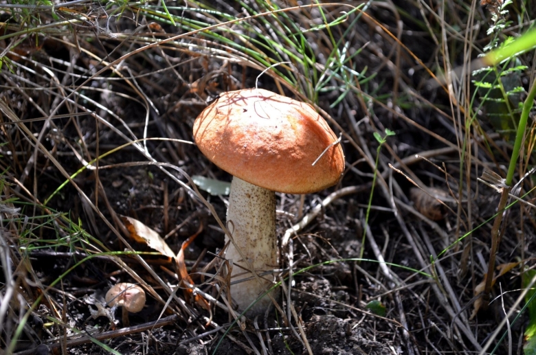 Съедобные грибы Курской области