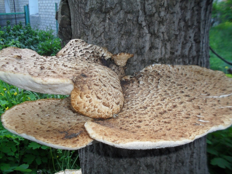 Ореховый шампиньон