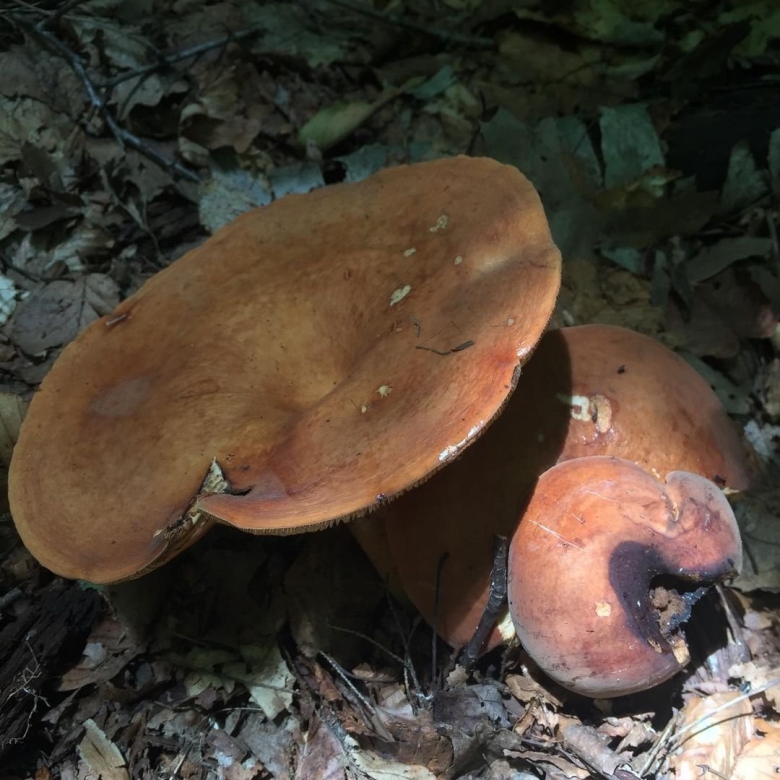 Подорешник гриб фото