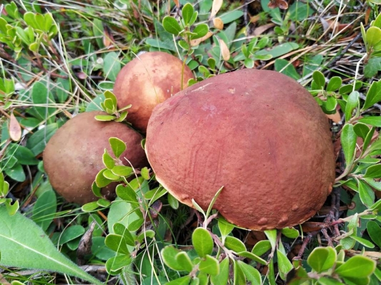 Боровик розовокожий гриб