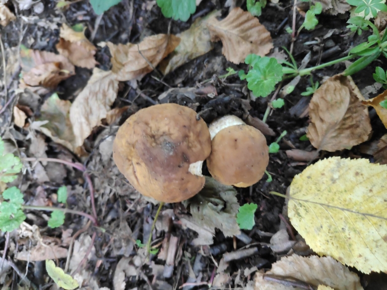 Есть уже белые грибы в Псебае