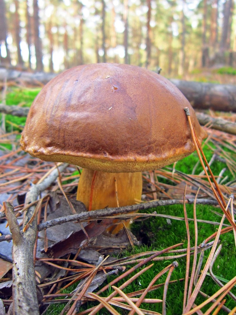Под Ореховый гриб