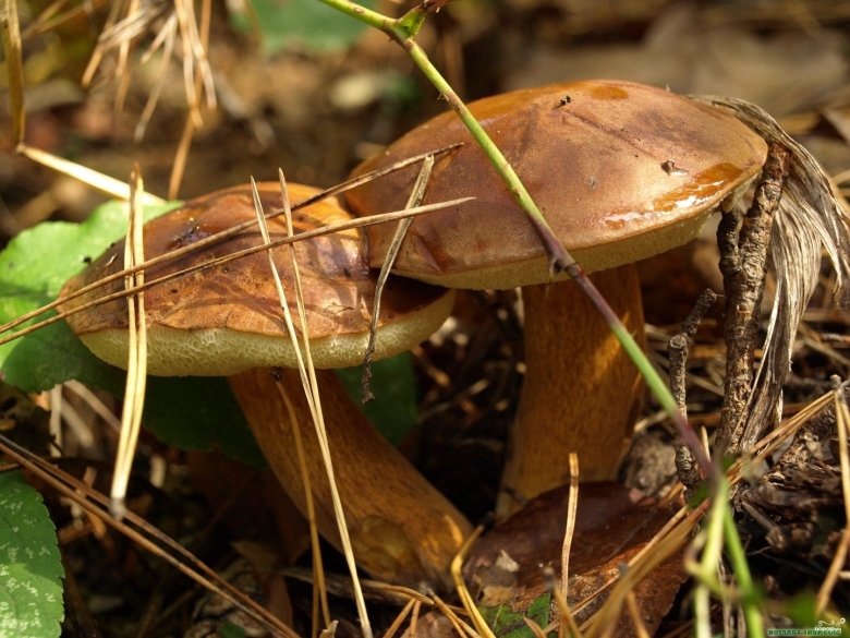 Моховик трещиноватый гриб