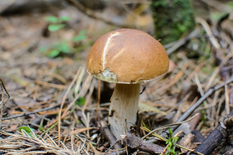 Гриб белый Боровик тонкая ножка