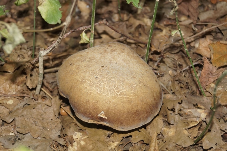 Съедобные грибы Краснодарского края