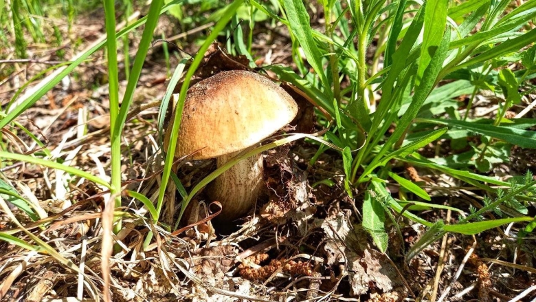 Ранние грибы Подмосковья