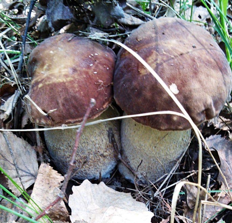 Боровик сетчатый Boletus reticulatus