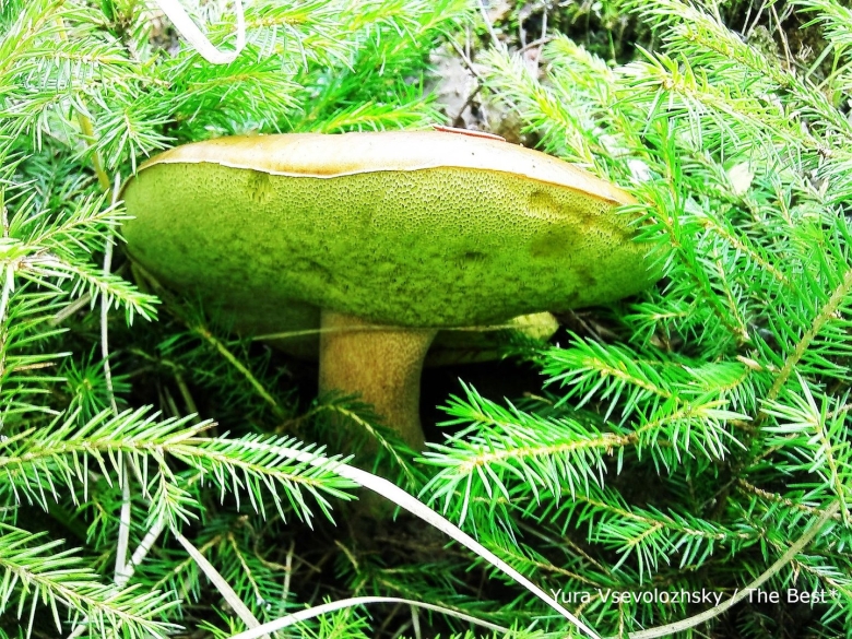 Ореховик Севорехи