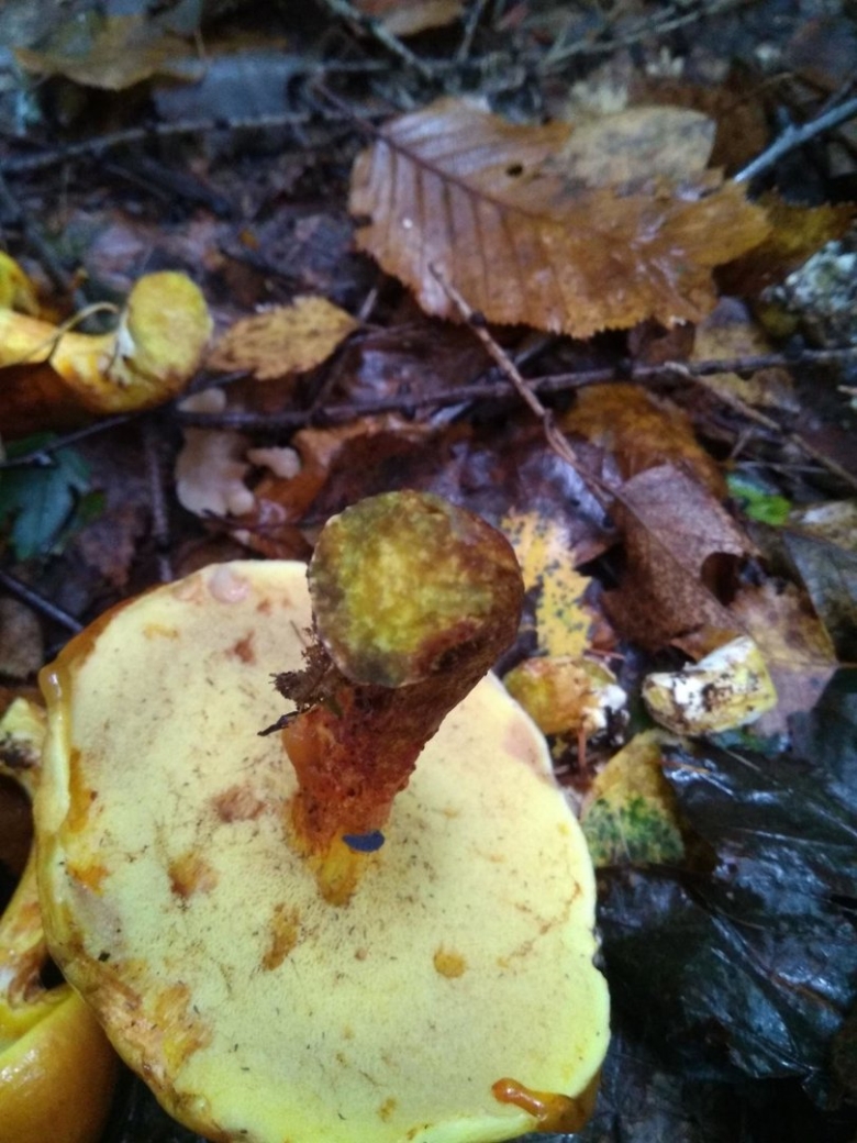 Лиственничный масленок гриб