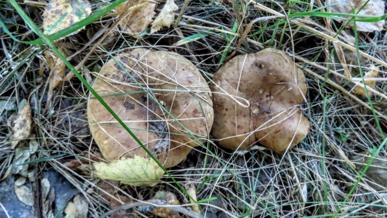 Грибы растущие под дубами