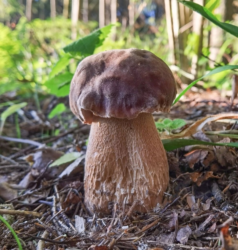 Боровик гриб