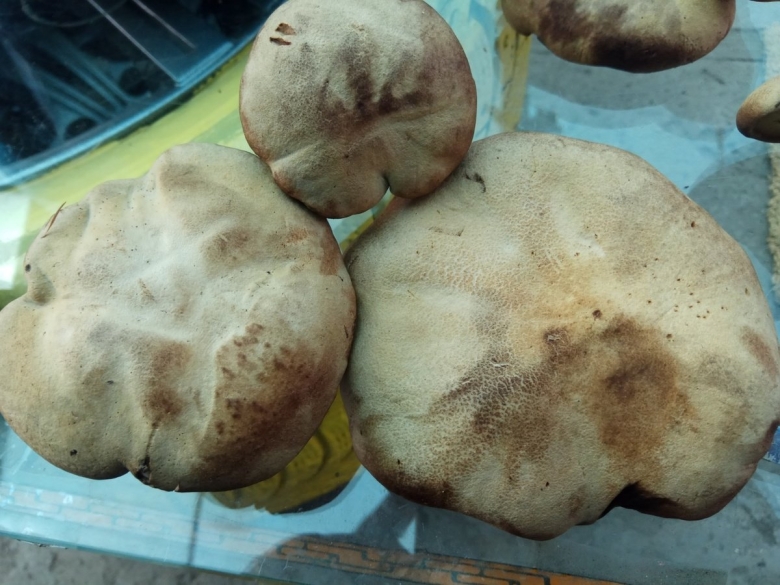 Гриб моховик лиственничный