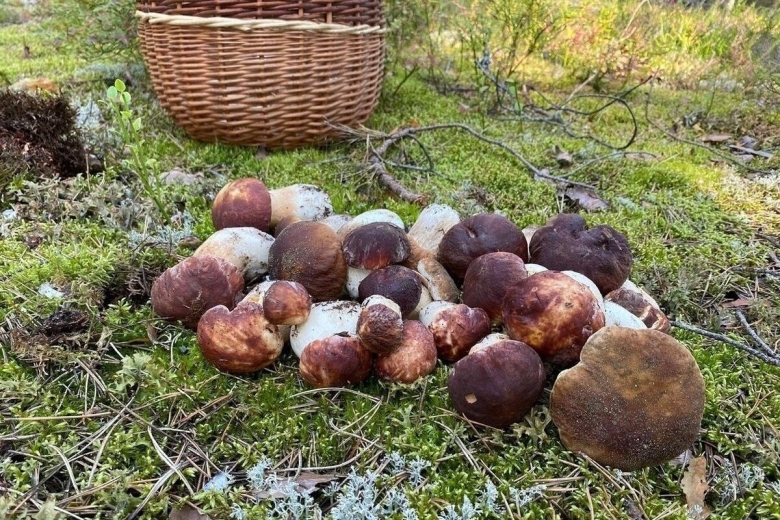 Сбор грибов в Карелии