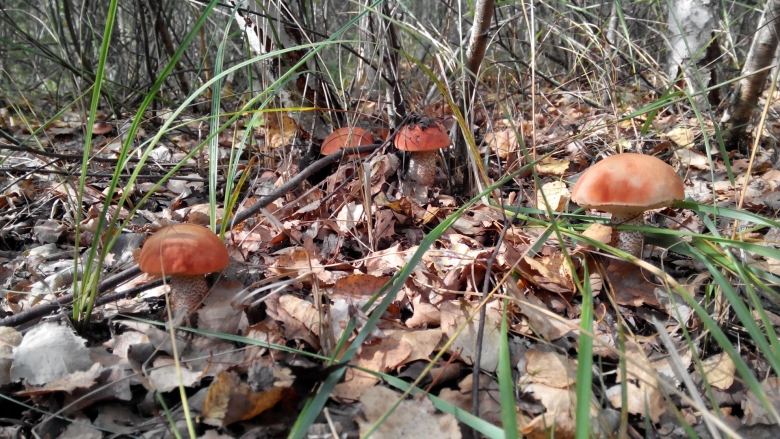 Грибы в Воркуте фото