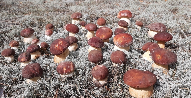 Сбор Боровых грибов