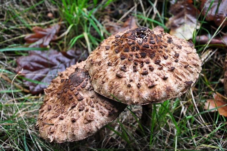 Ядовитые коричневые грибы название