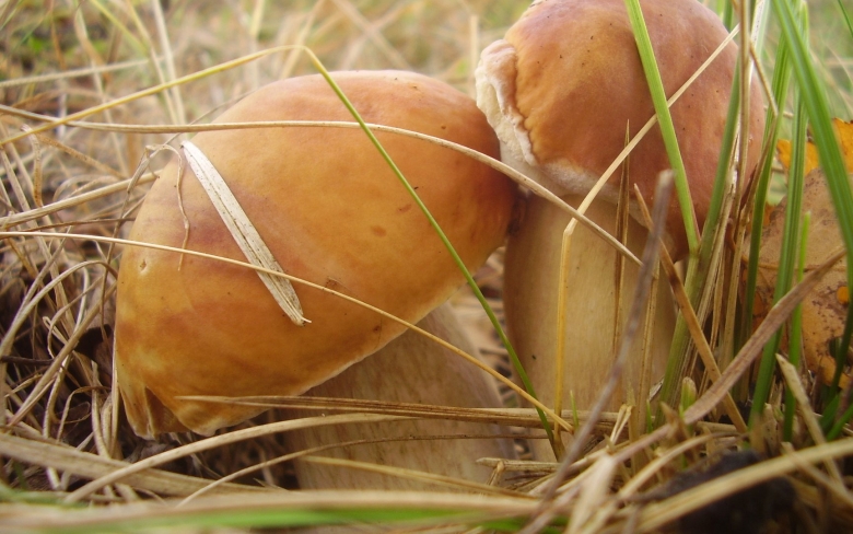 Грибы в природе