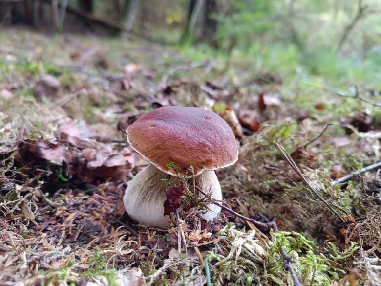 Максим Валентинович подосиновиков