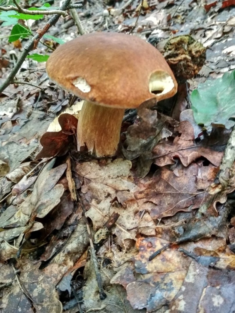 Боровик сетчатый дубовый