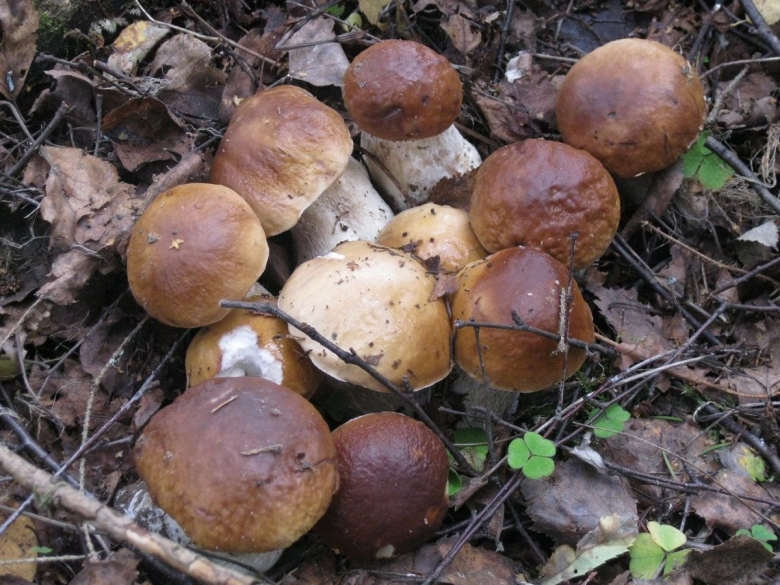 Забалуйки грибы