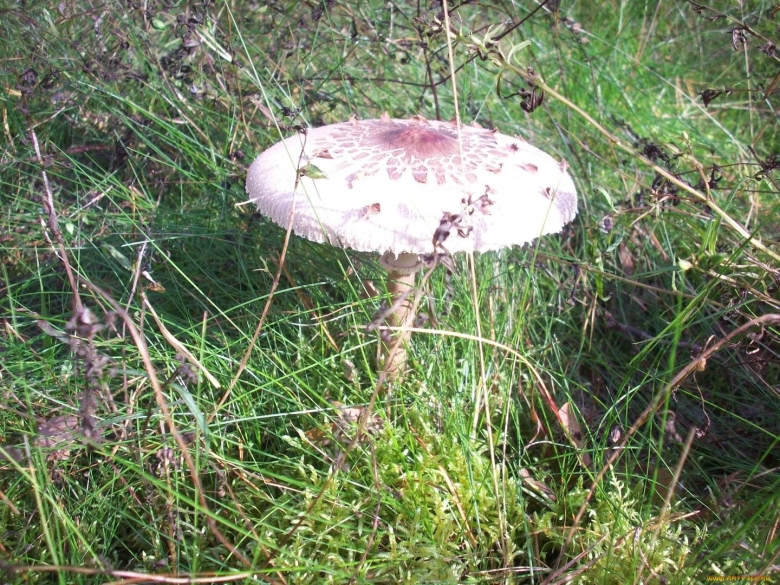 Зонтик пёстрый macrolepiota procera