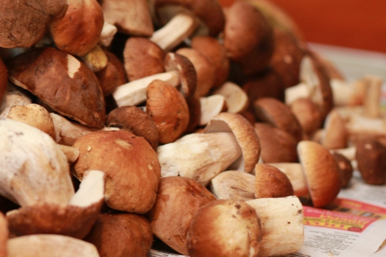 Съедобные грибы Липецкой области осенние